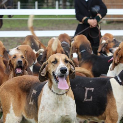 Une meute de chiens bien soignés !